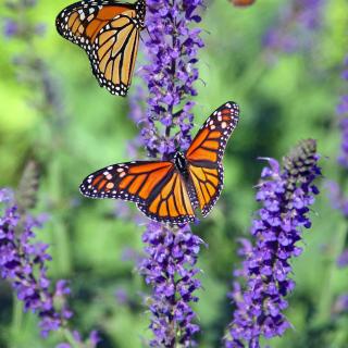 Three orange and black monarch butterflies on a lavender blossom, surrounded by other lavender blossoms
